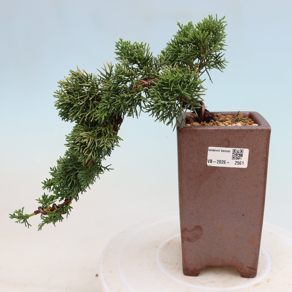 Outdoor bonsai - Juniperus chinensis Kishu