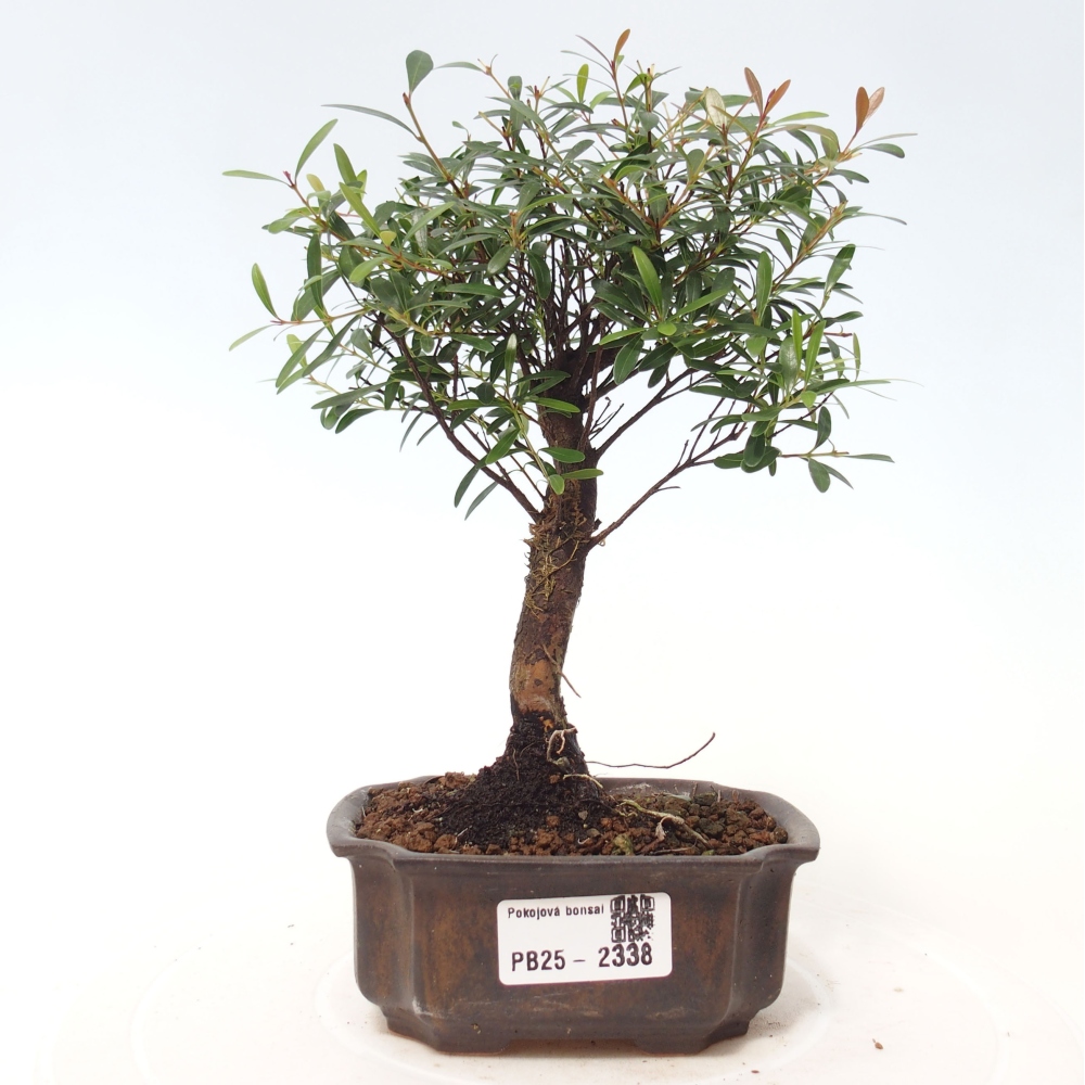 Pokój bonsai - Syzygium - Pimentovník