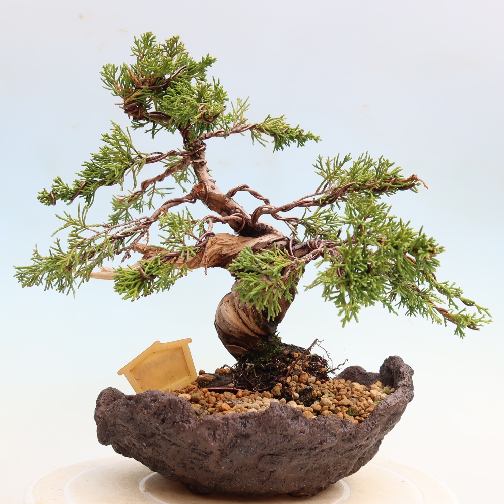 Bonsai ogrodowe – Juniperus chinensis Itoigawa – jałowiec chiński