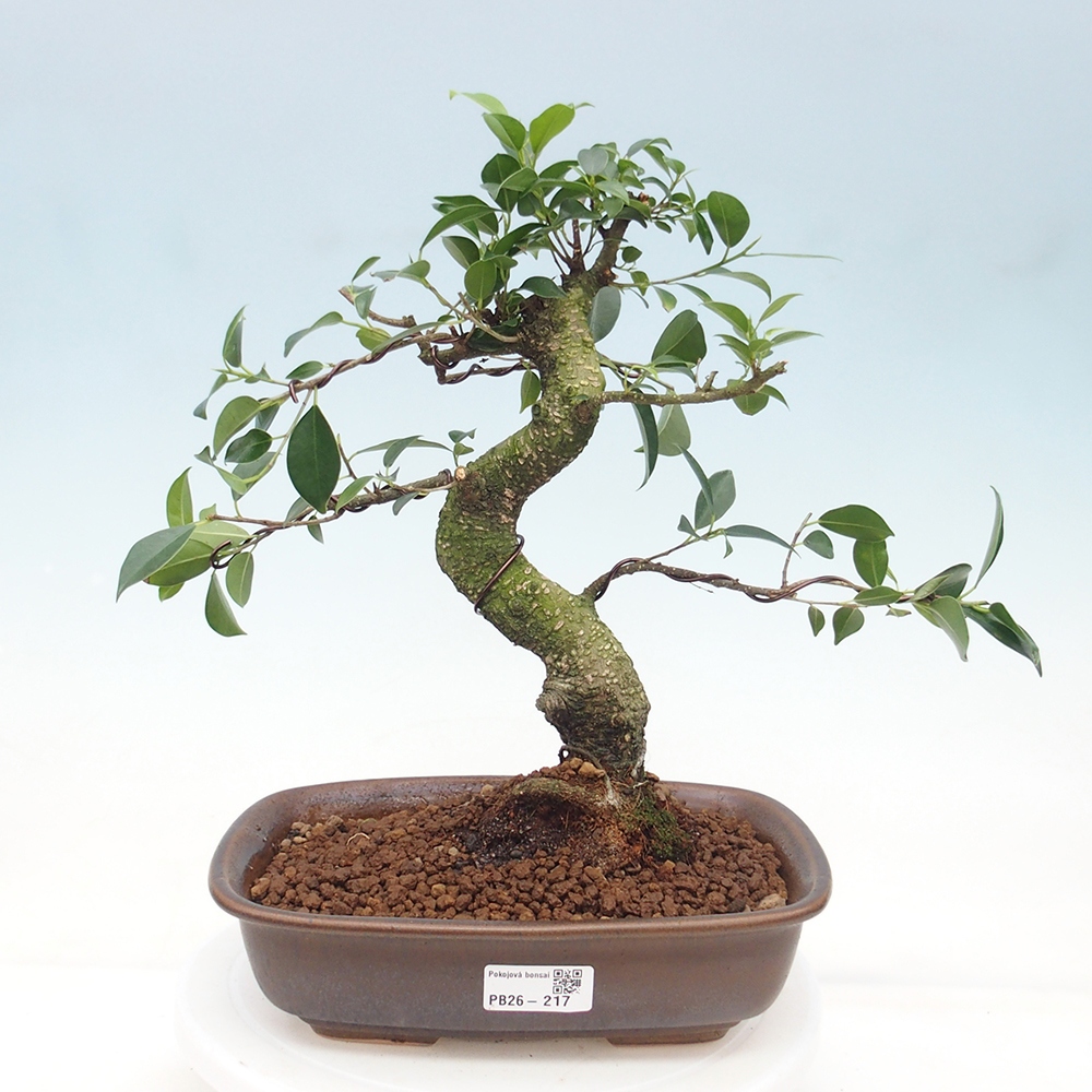 Pokój bonsai - Ficus retusa - figowiec drobnolistny