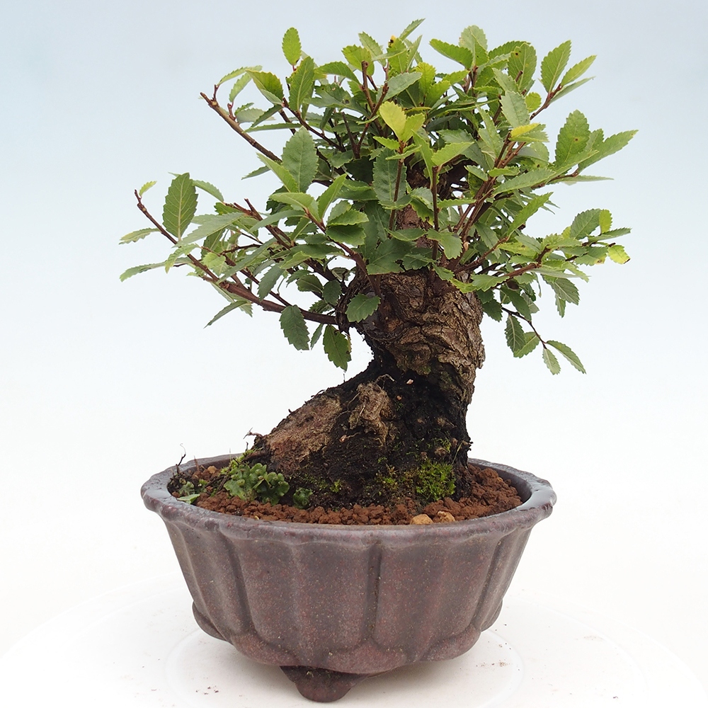 Bonsai na zewnątrz - Zelkova - Zelkova serrata