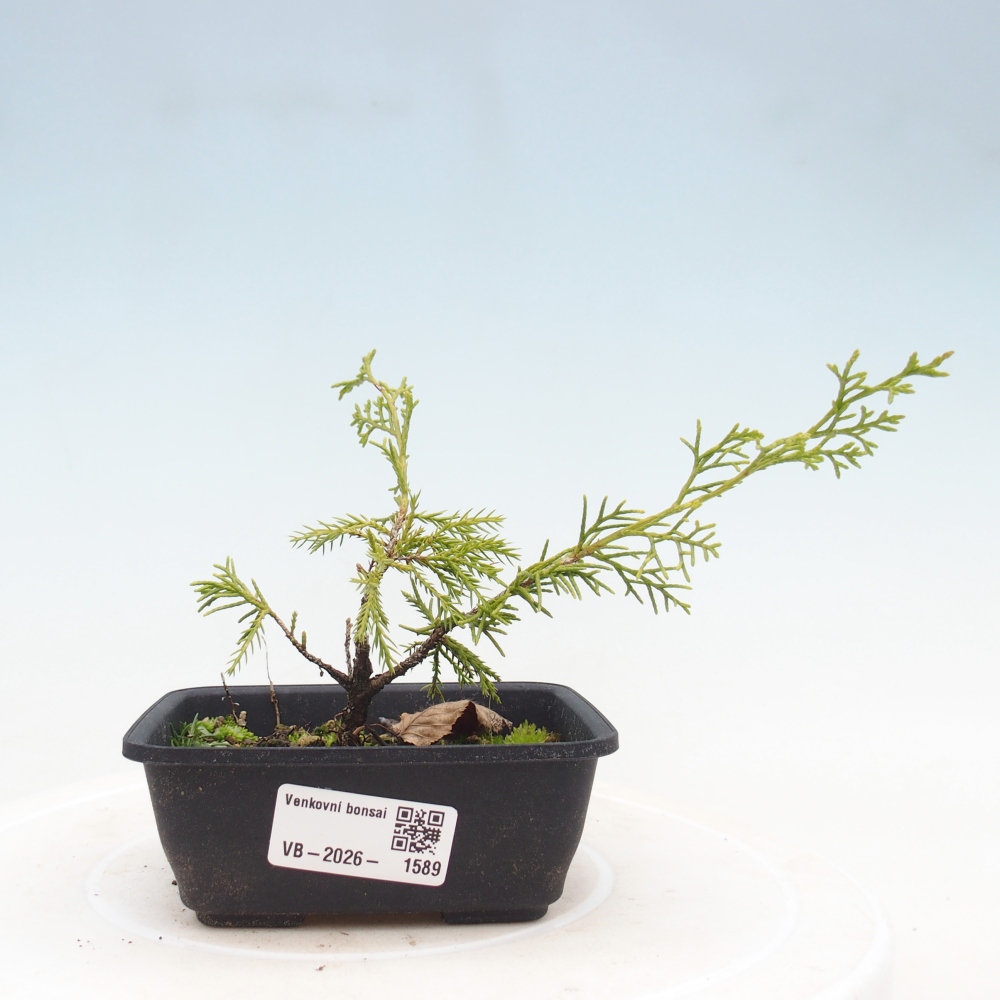Outdoor bonsai - Juniperus chinensis Itoigawa