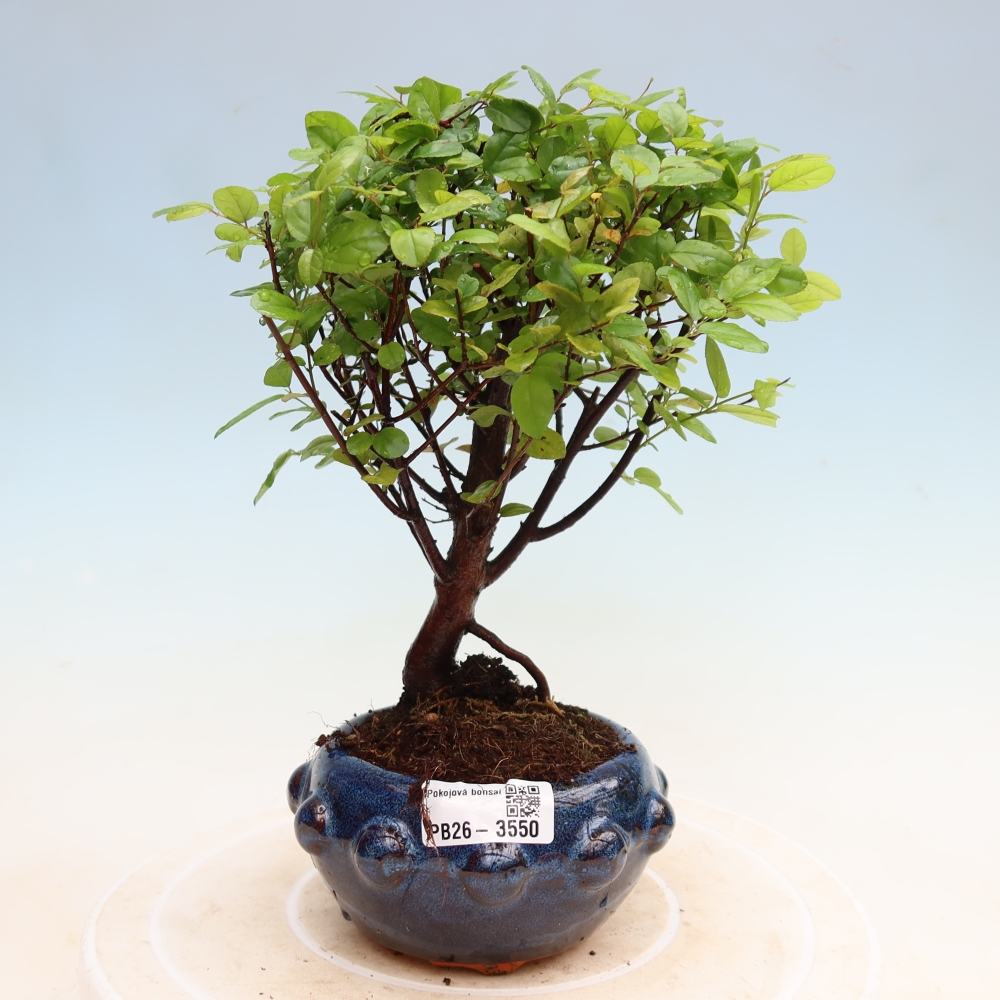 Bonsai pokojowe - Sageretia thea - Sageretia thea