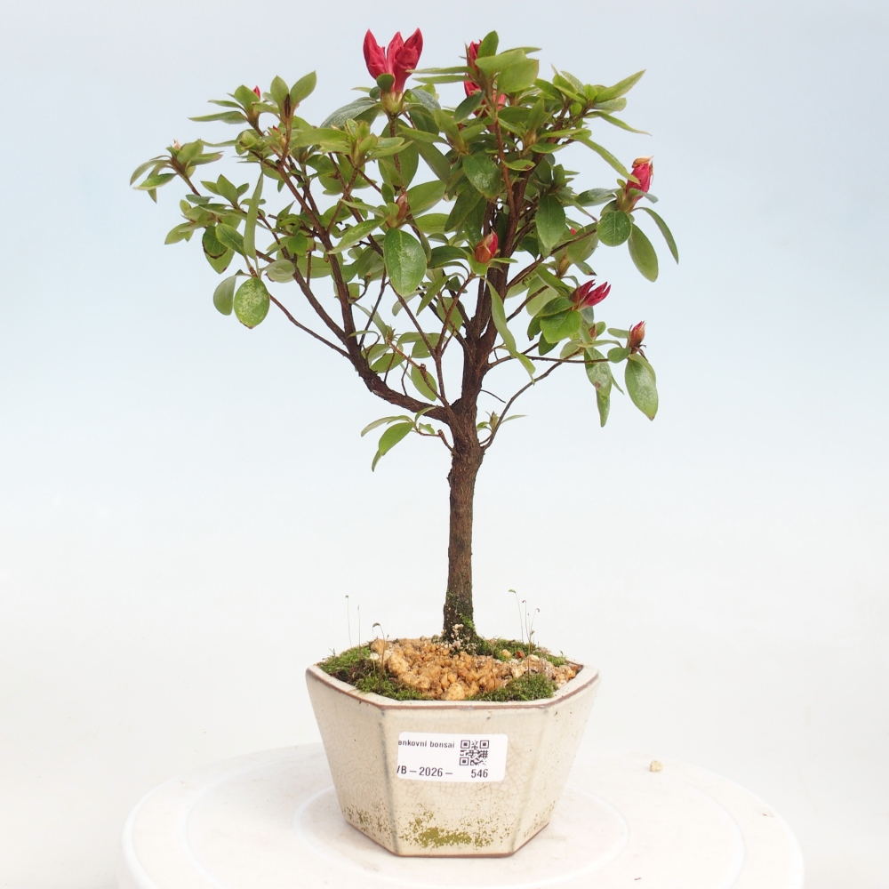 Outdoor bonsai - Azalia japońska - Azalea sp.