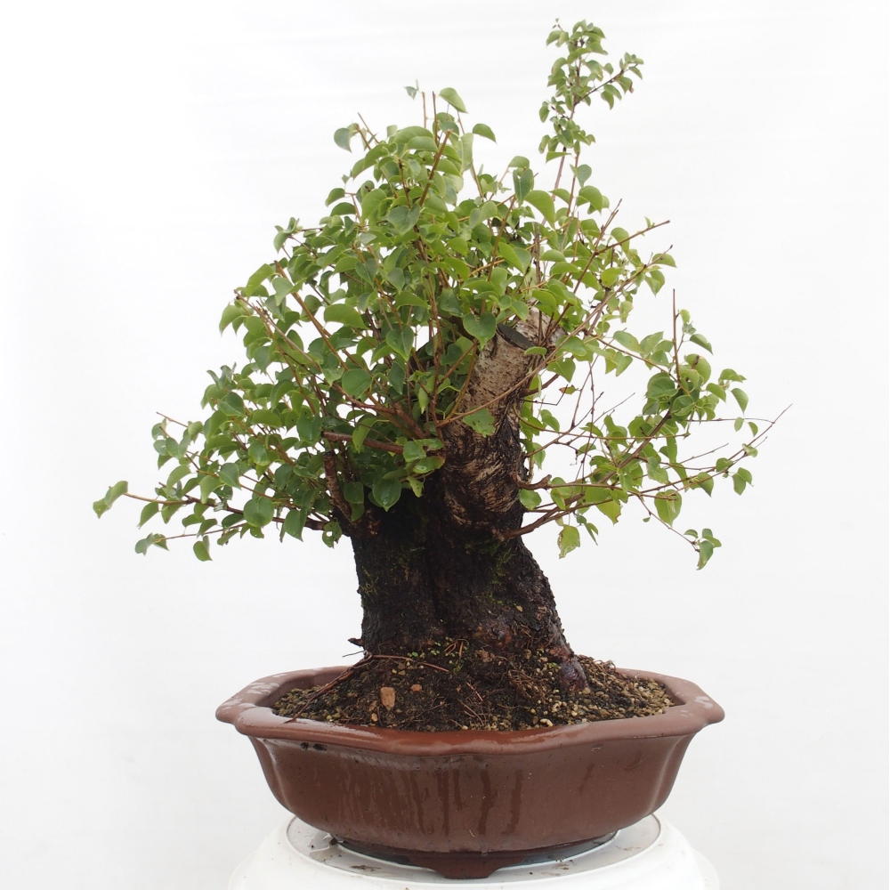 Bonsai na zewnątrz - Mahalebka - Prunus mahaleb