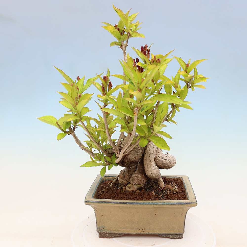 Bonsai ogrodowe – Weigela subsessilis – Weigela koreańska
