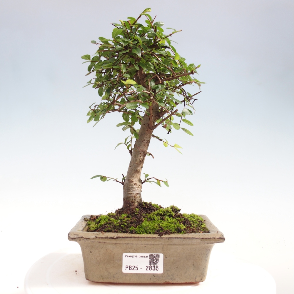 Kryty bonsai - Ulmus parvifolia - Wiąz drobnolistny