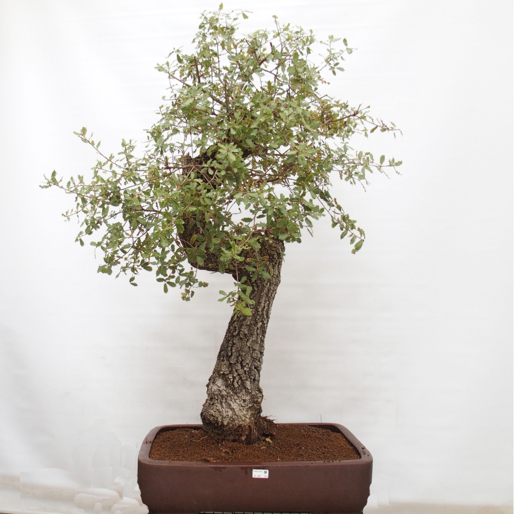 Yamadori - Quercus Ilex - Dąb ostrokrzewowy