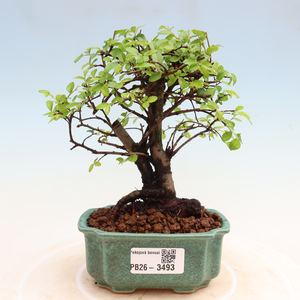 Pokój bonsai - Ulmus parvifolia - Wiąz drobnolistny