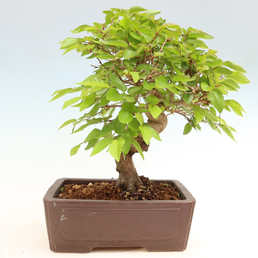Outdoor bonsai - Carpinus coreana - grab koreański