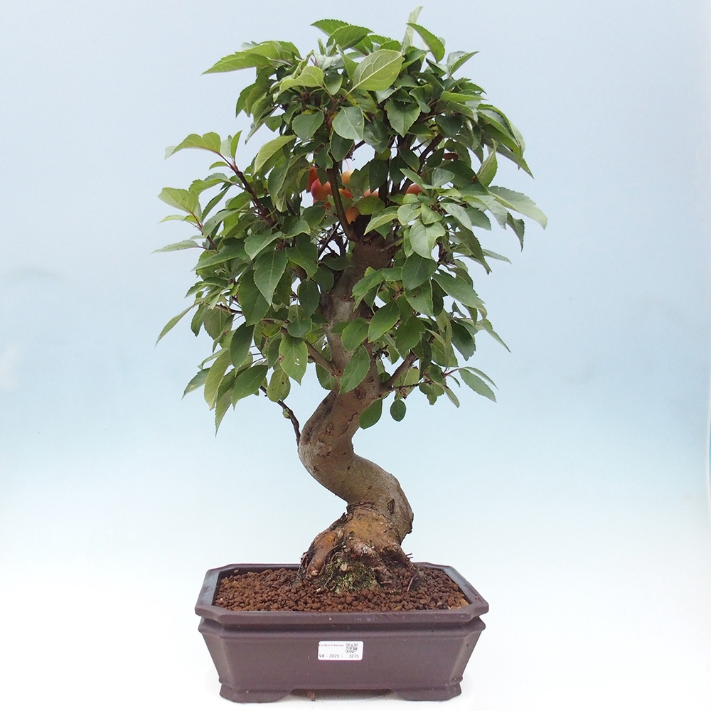 Bonsai plenerowe - Malus Halliana - Jabłoń drobnoowocowa