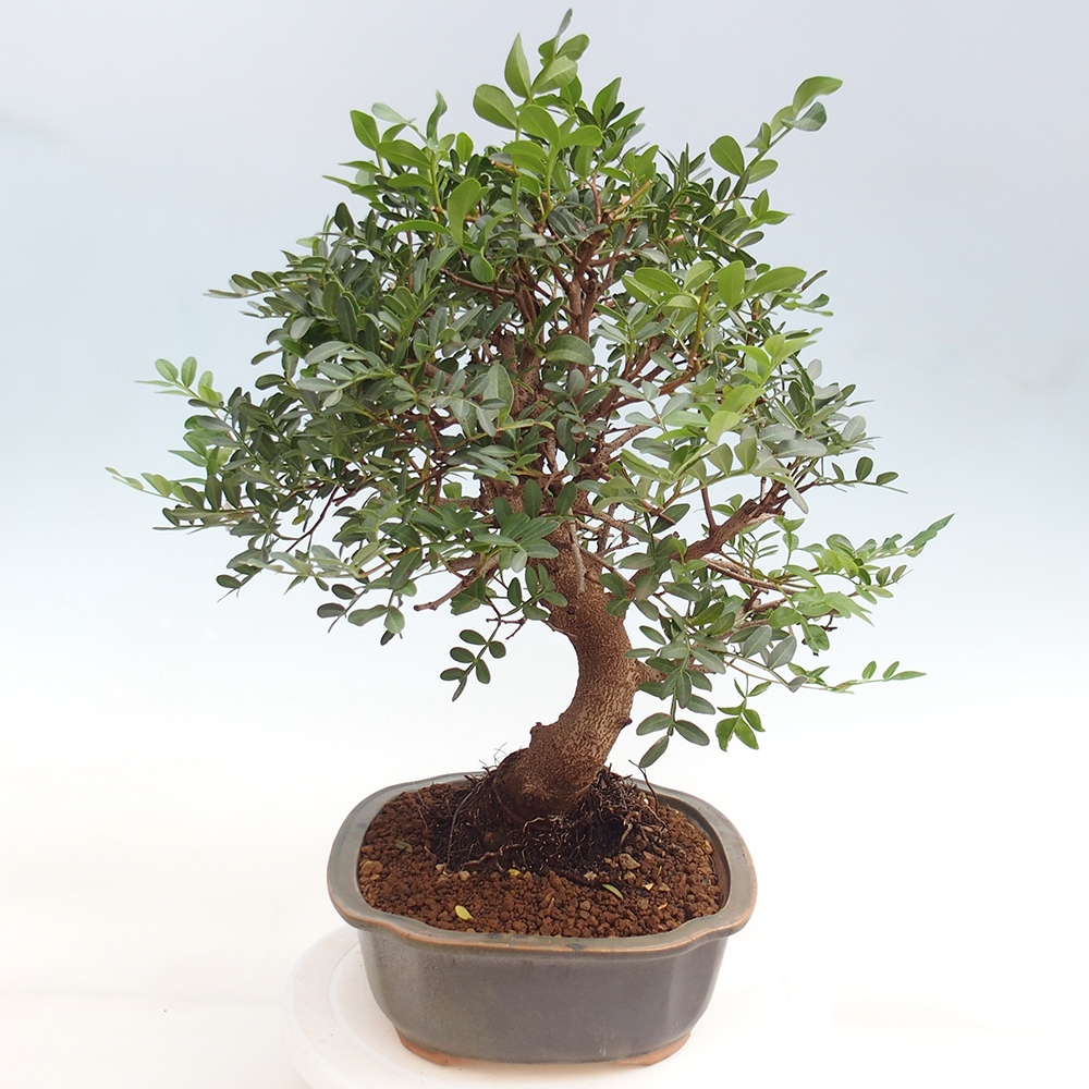 Bonsai pokojowe - Pistacja