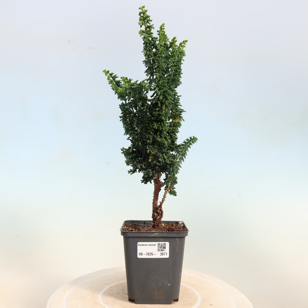 Bonsai zewnętrzne - Cham. obtusa SEKKA HINOKI - Cyprys