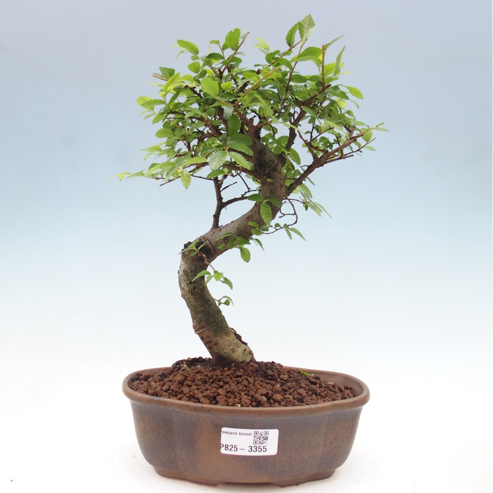 Pokój bonsai - Ulmus parvifolia - Wiąz drobnolistny