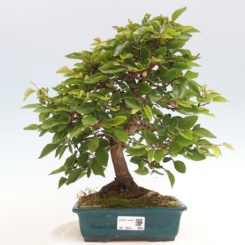 Bonsai plenerowe - Carpinus Coreana - grab koreański