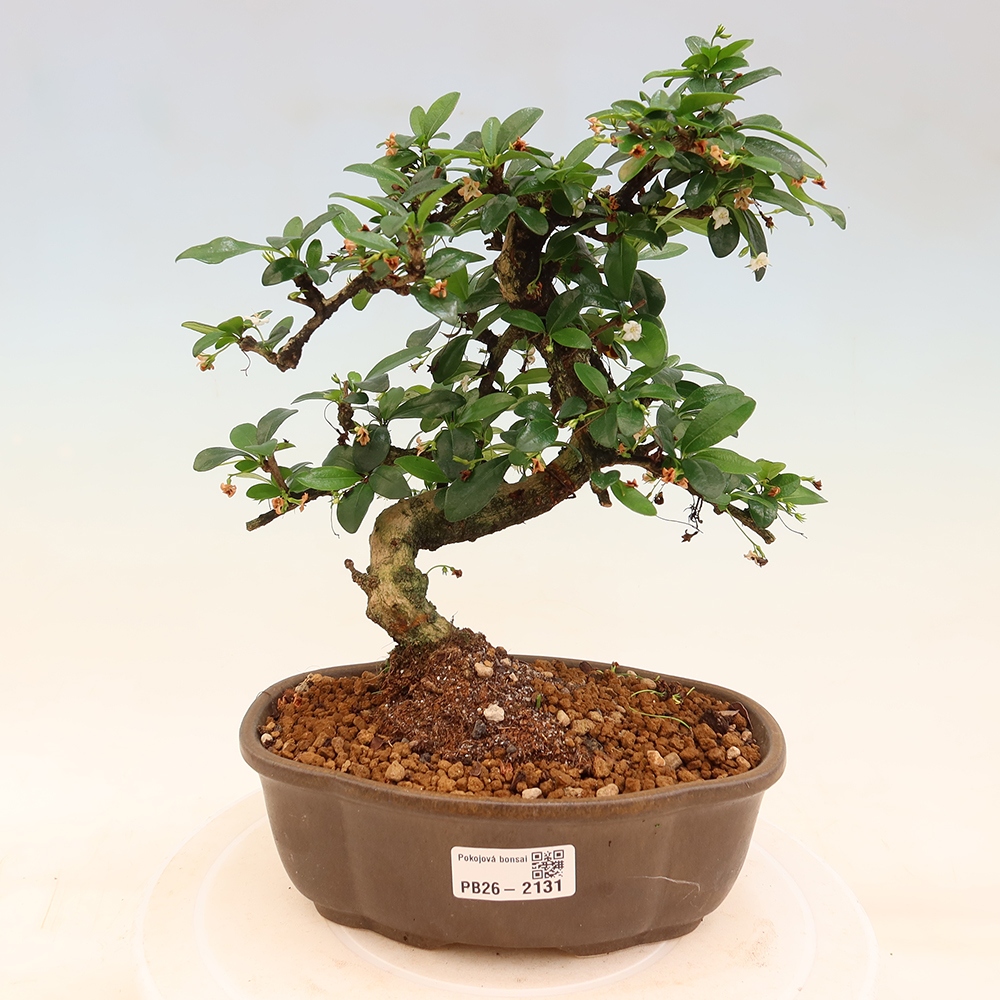 Bonsai pokojowe - Carmona macrophylla - Tea fuki
