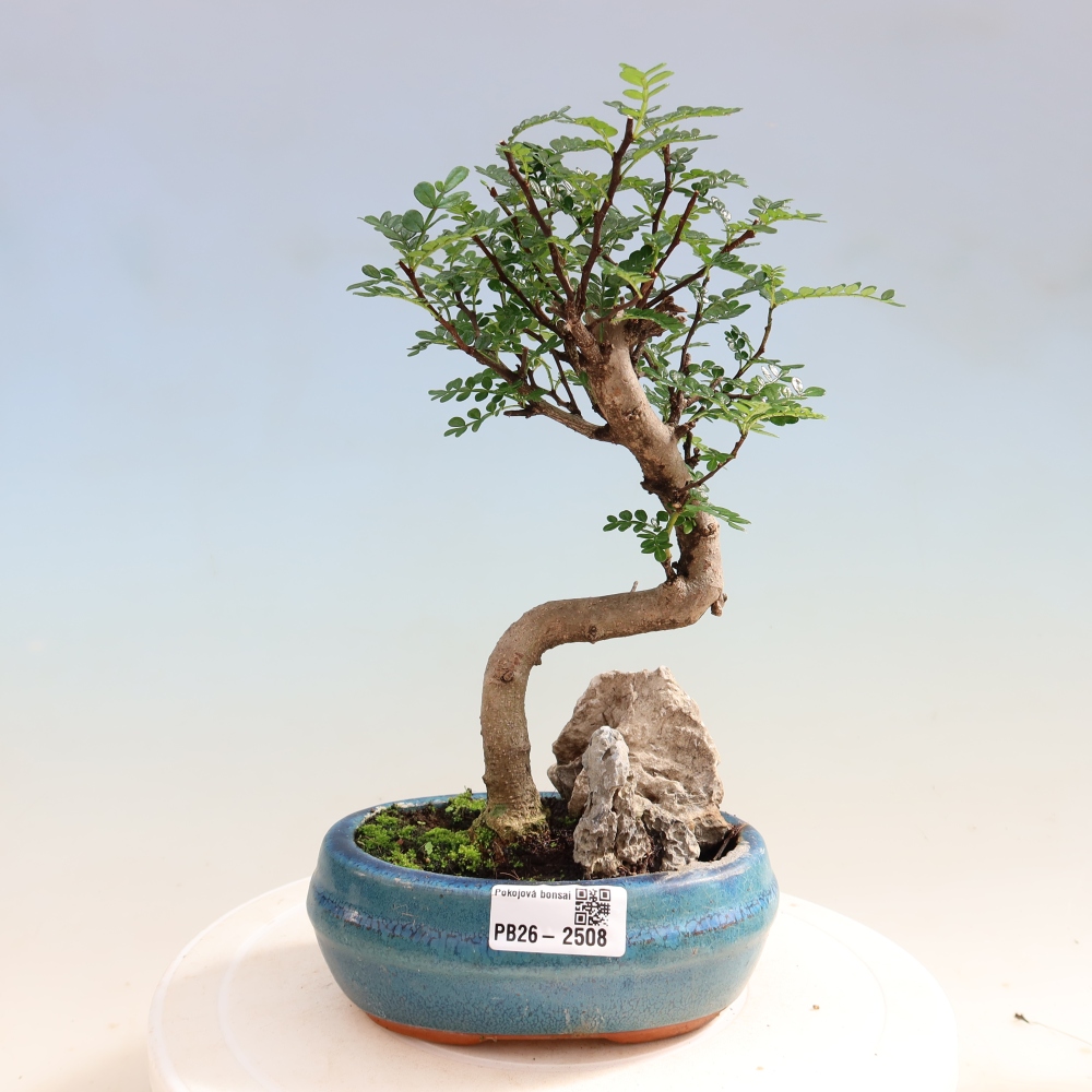 Pokój bonsai - Zantoxylum piperitum - drzewo pieprzowe