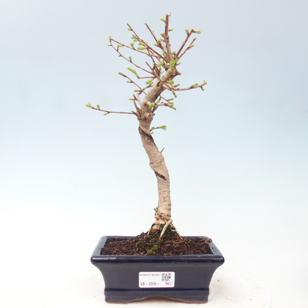 Bonsai zewnętrzne - Pseudolarix amabis-Pseudolarix amabis