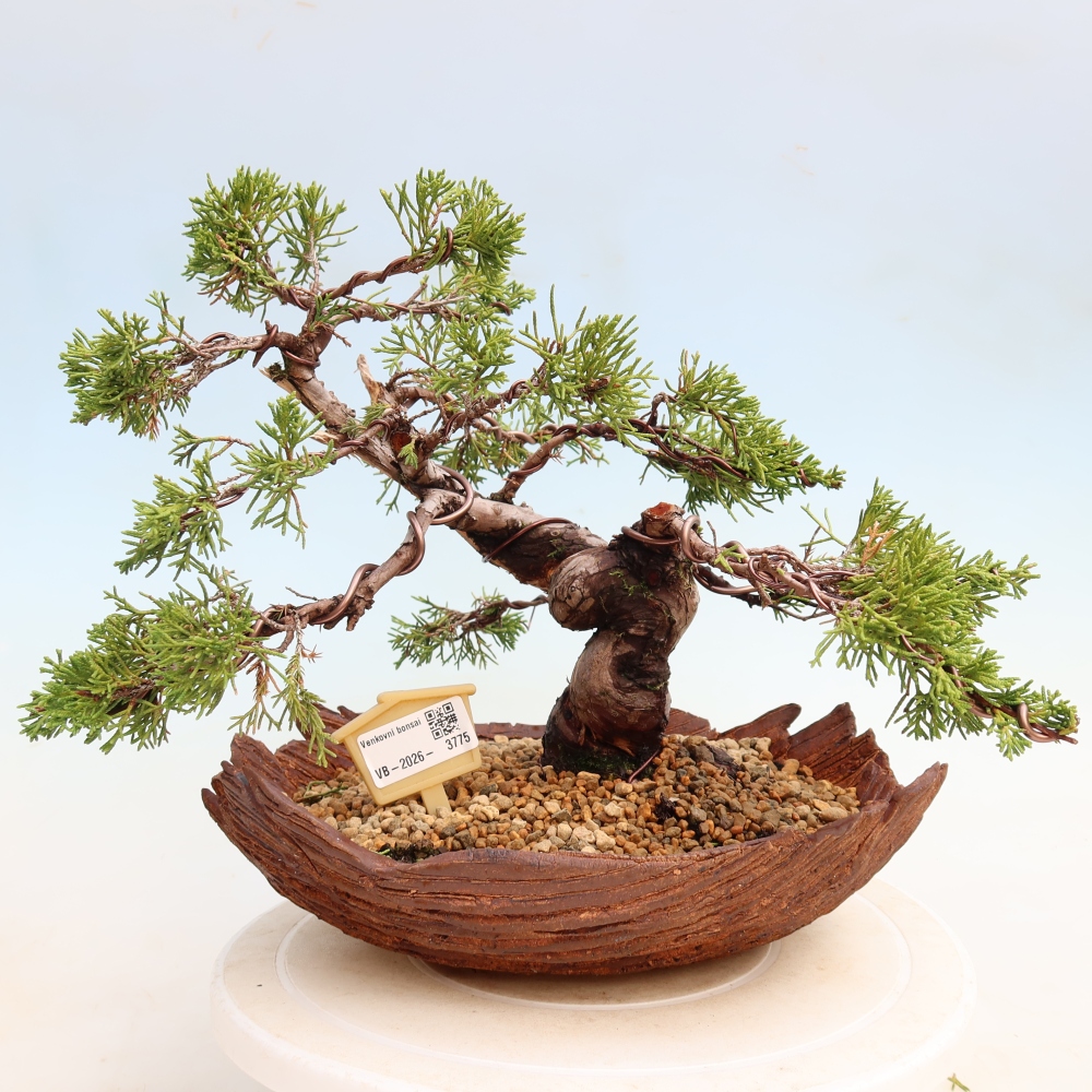 Bonsai ogrodowe – Juniperus chinensis Itoigawa – jałowiec chiński