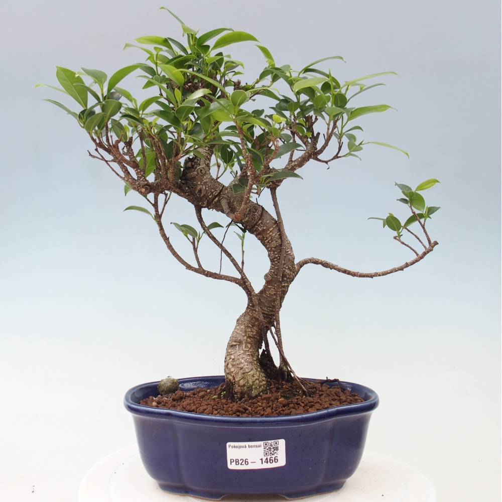 Pokój bonsai - Ficus retusa - figowiec drobnolistny