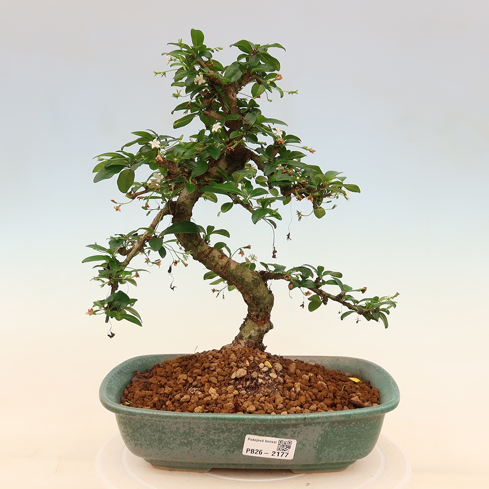 Bonsai pokojowe - Carmona macrophylla - Tea fuki