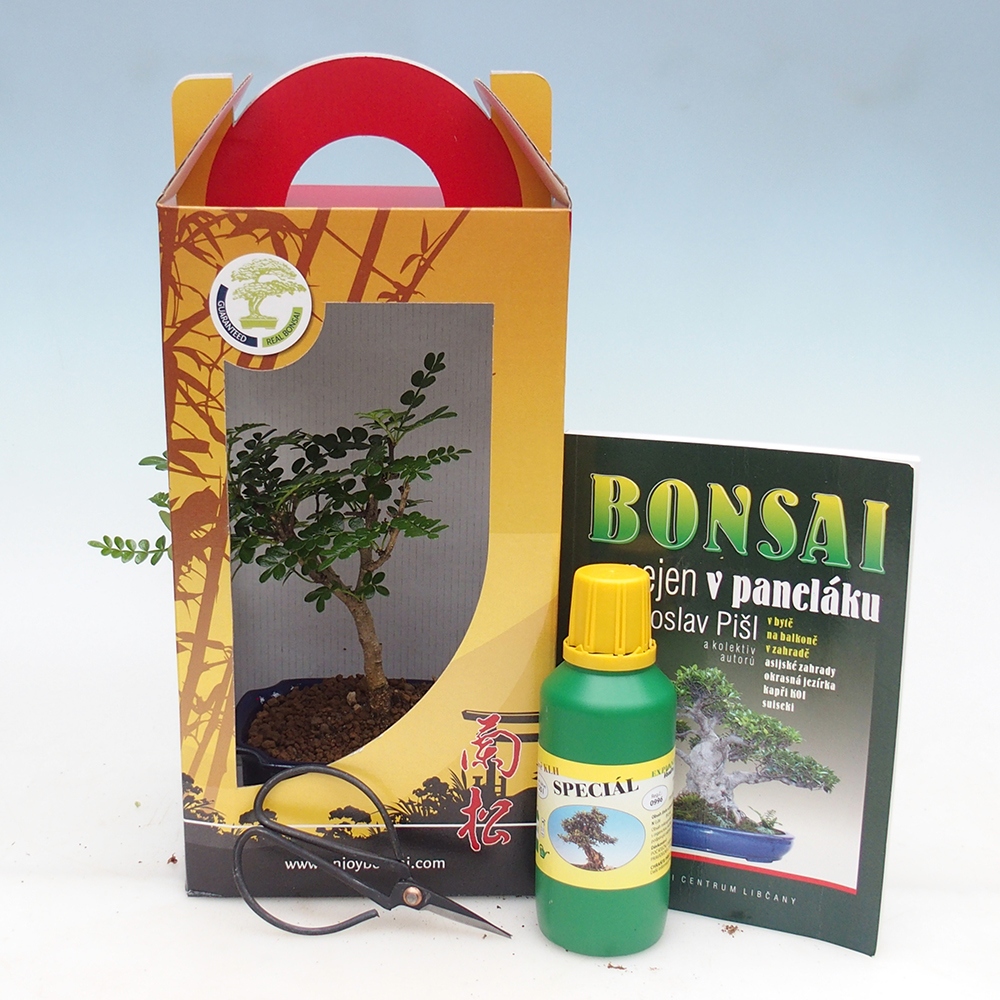 Bonsai pokojowe w pudełku upominkowym Zantoxylum piperitum - Drzewo pieprzowe