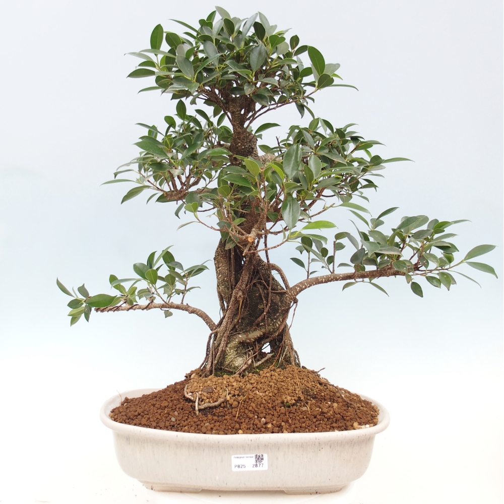 Bonsai pokojowe - Ficus kimmen - figowiec drobnolistny - WYŁĄCZNIE ODBIÓR OSOBISTY lub transport paletowy