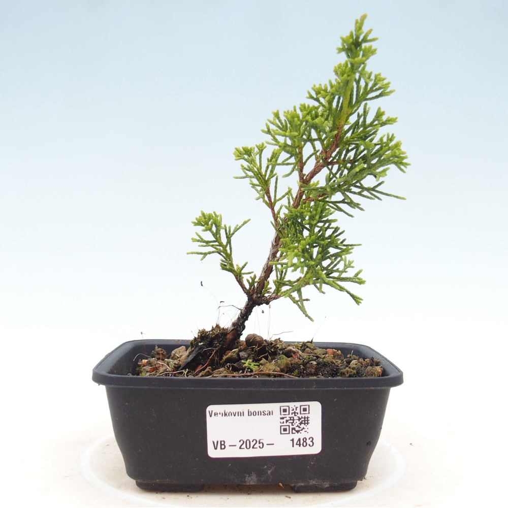 Outdoor bonsai - Juniperus chinensis Itoigawa - Jałowiec chiński