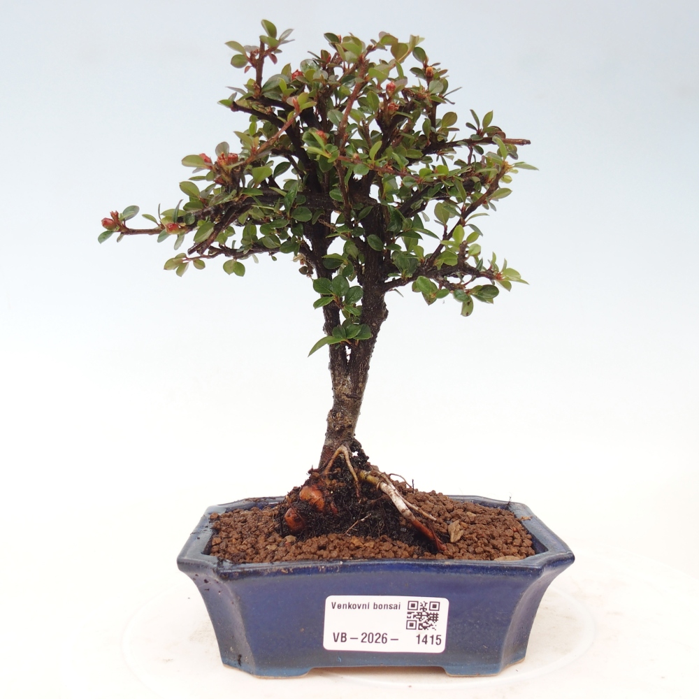 Outdoor bonsai - irga pozioma - Rocky Mountain