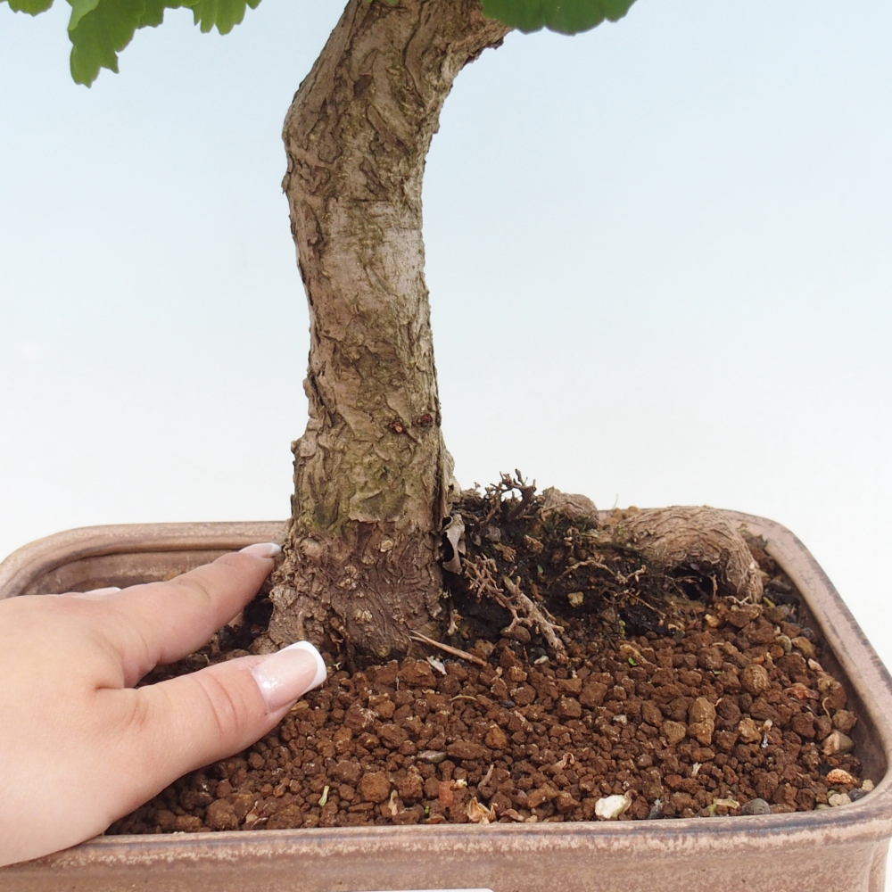 Outdoor bonsai - Ginkgo biloba - Miłorząb dwuklapowy