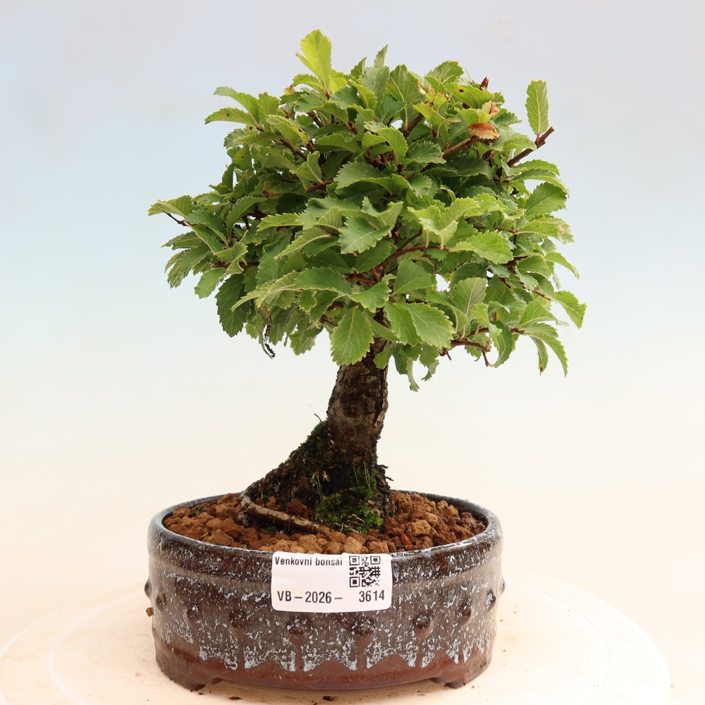 Bonsai zewnętrzne - Zelkova - Zelkova NIRE