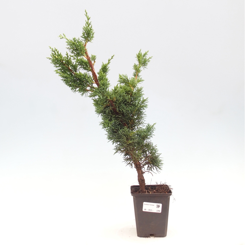 Outdoor bonsai - Juniperus chinensis Kishu - chiński jałowiec
