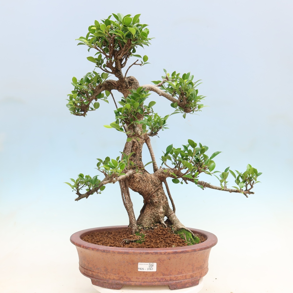 Pokój bonsai - Ficus kimmen - figowiec drobnolistny