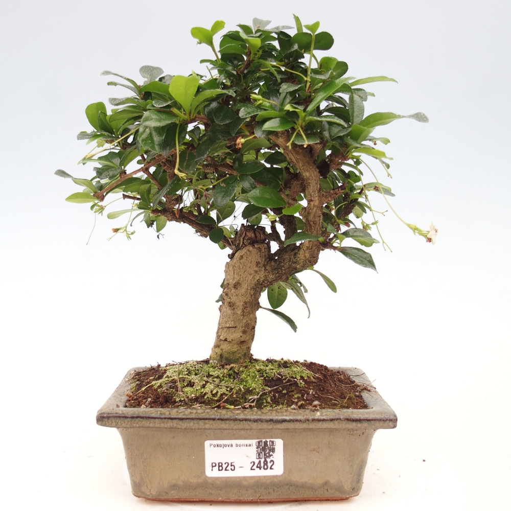 Bonsai wewnętrzne - Carmona makrophylla - Herbata Fuki