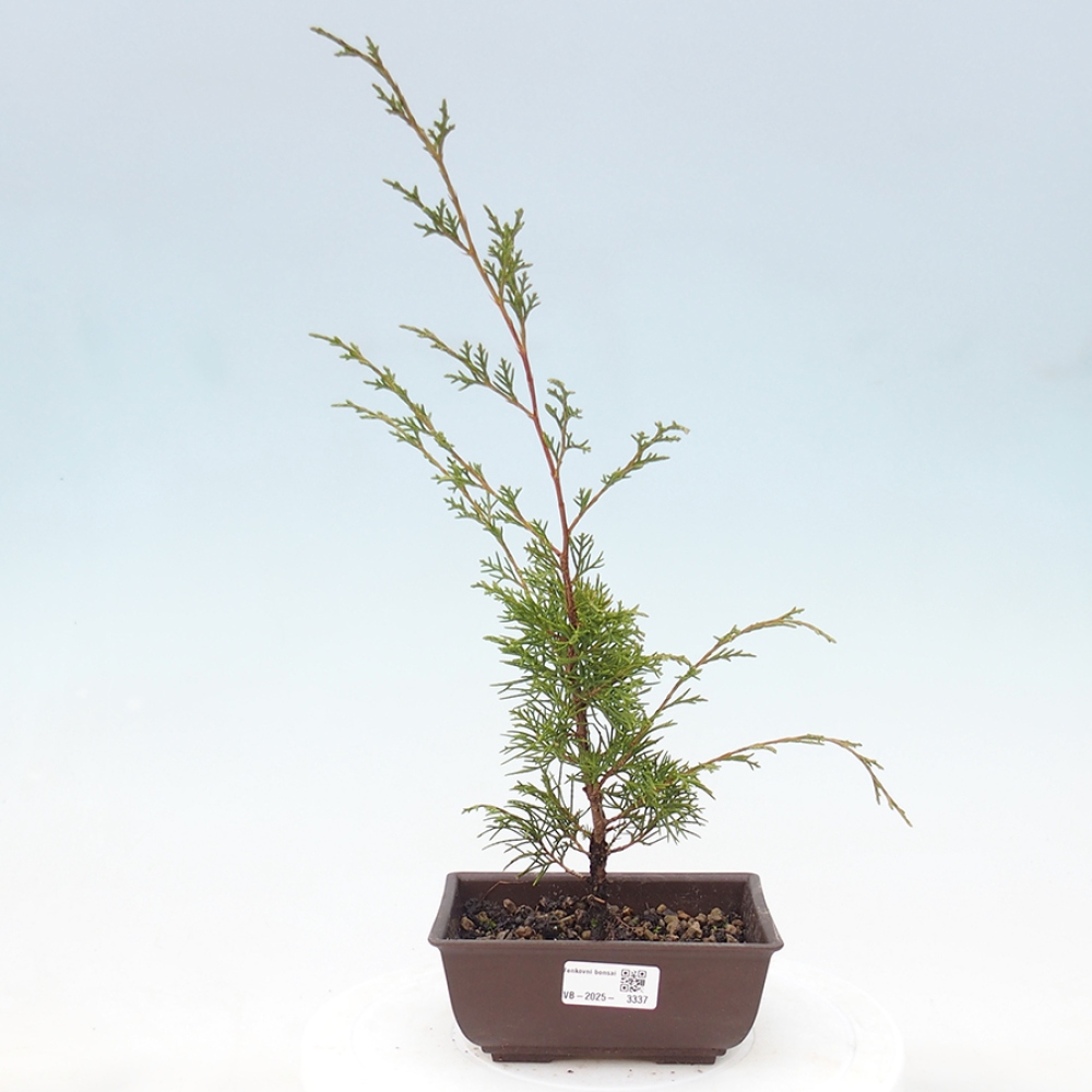 Outdoor bonsai - Juniperus chinensis Itoigawa - Jałowiec chiński