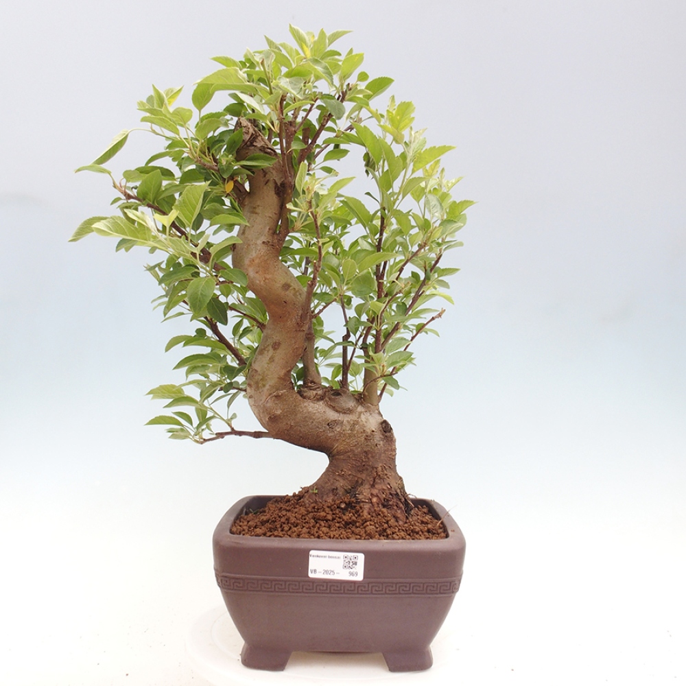 Bonsai plenerowe - Malus Halliana - Jabłoń drobnoowocowa