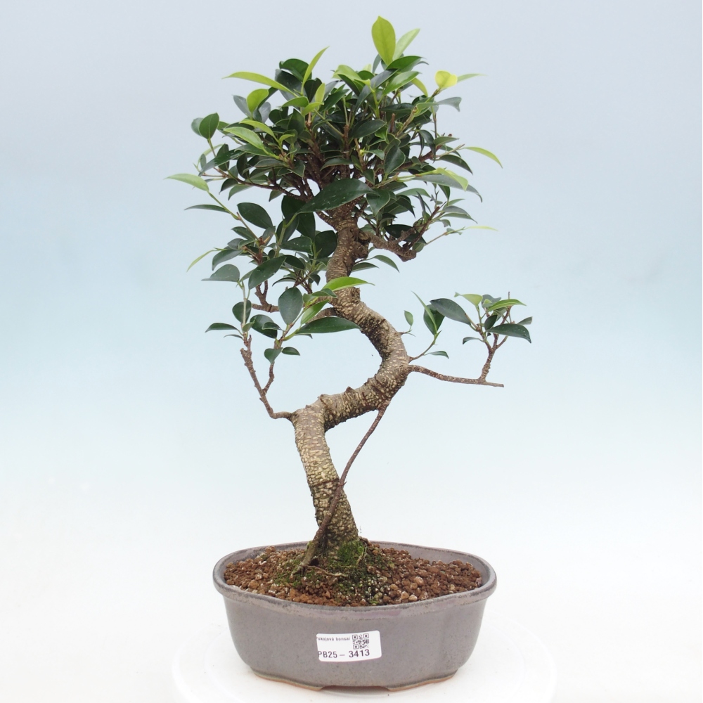 Pokój bonsai - Ficus retusa - figowiec drobnolistny