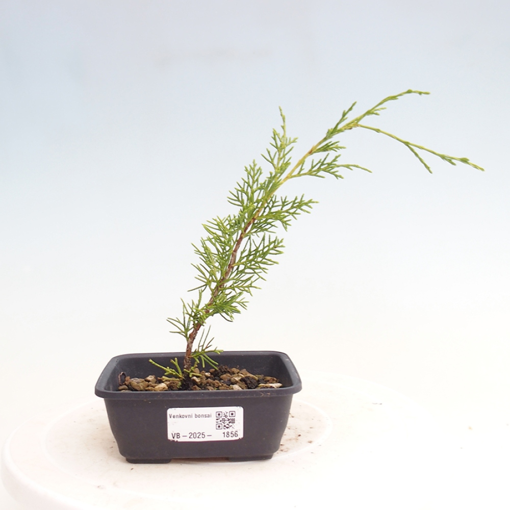Outdoor bonsai - Juniperus chinensis Itoigawa - Jałowiec chiński