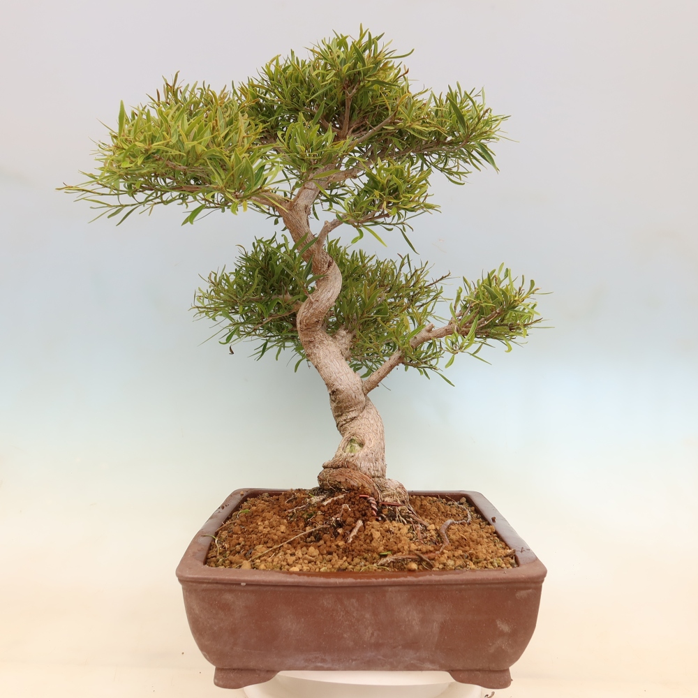 Pokój bonsai - Ficus nerifolia - figowiec drobnolistny