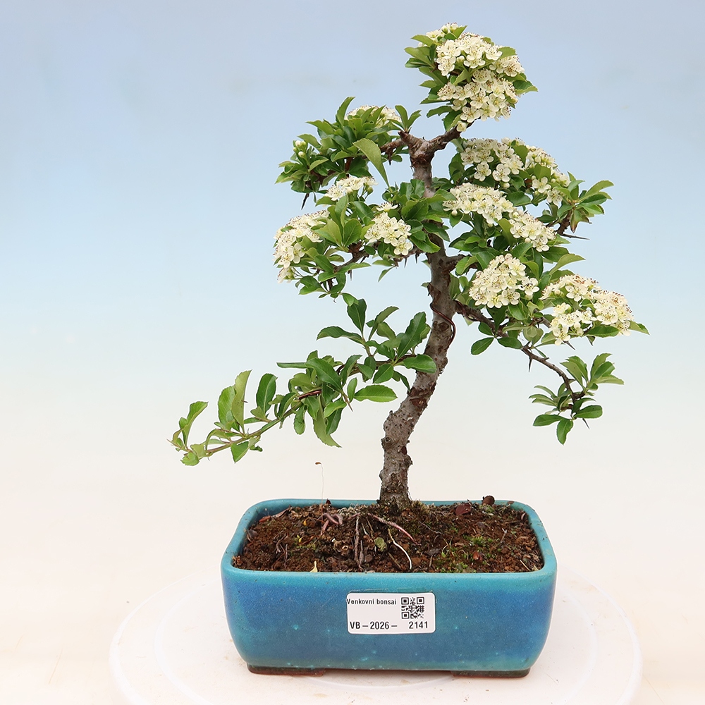 Bonsai ogrodowe – Pyracantha teton – ognik szkarłatny