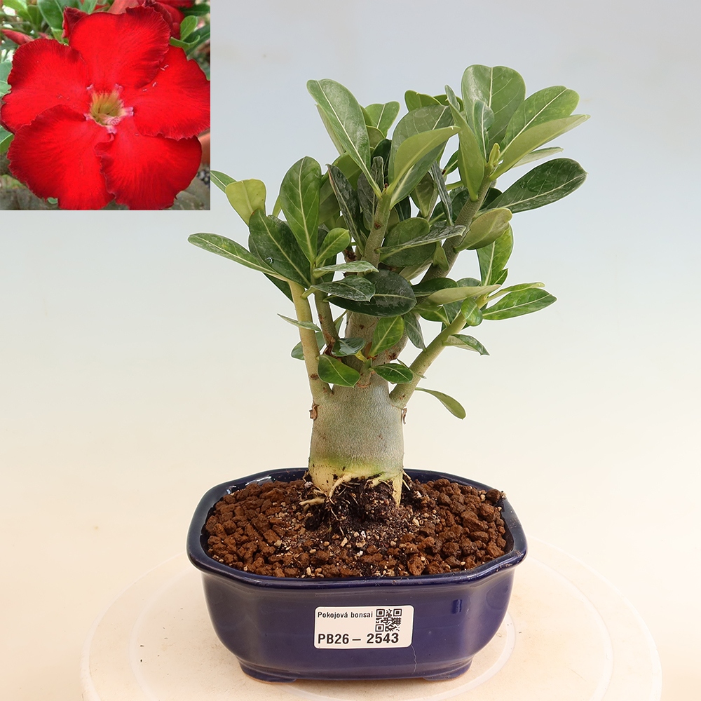 Bonsai pokojowe – Adenium obesum Red Star – Róża pustynna