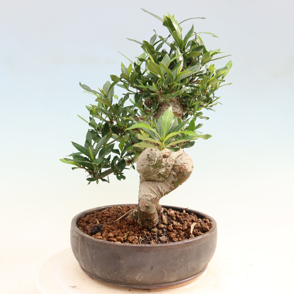 Bonsai pokojowe – Gardenia jasminoides – Gardenia