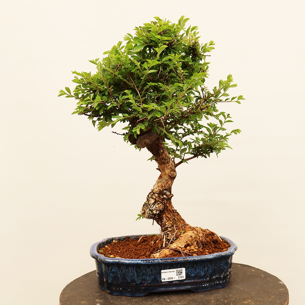 Bonsai na świeżym powietrzu - Zelkova - Zelkova NIRE