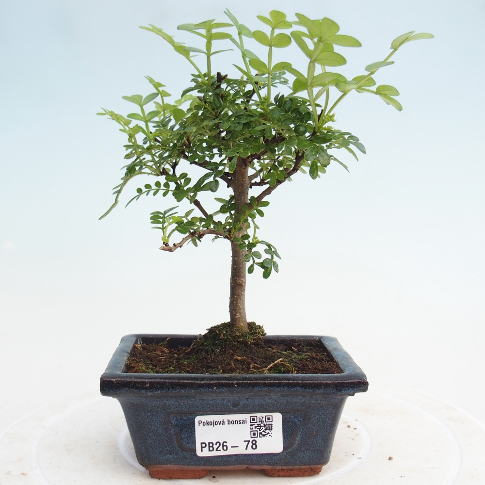 Pokój bonsai - Zantoxylum piperitum - drzewo pieprzowe