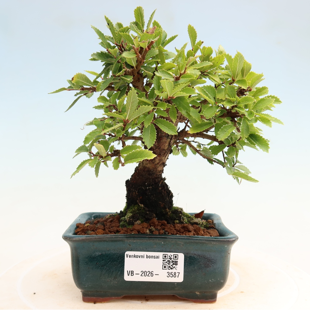 Bonsai zewnętrzne - Zelkova - Zelkova NIRE