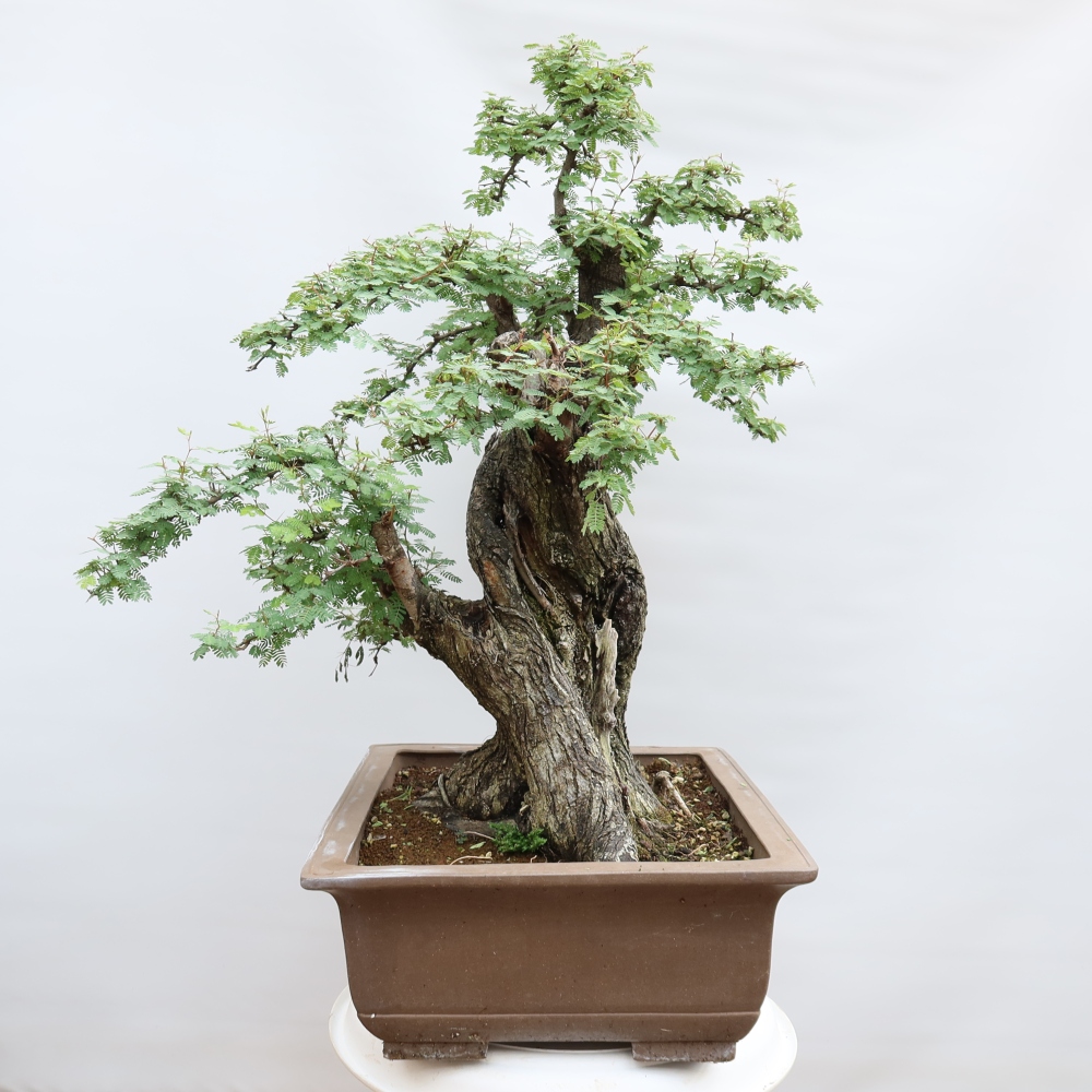 Bonsai pokojowe – Akacja arabica