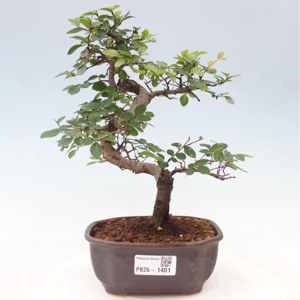Pokój bonsai - Ulmus parvifolia - Wiąz drobnolistny