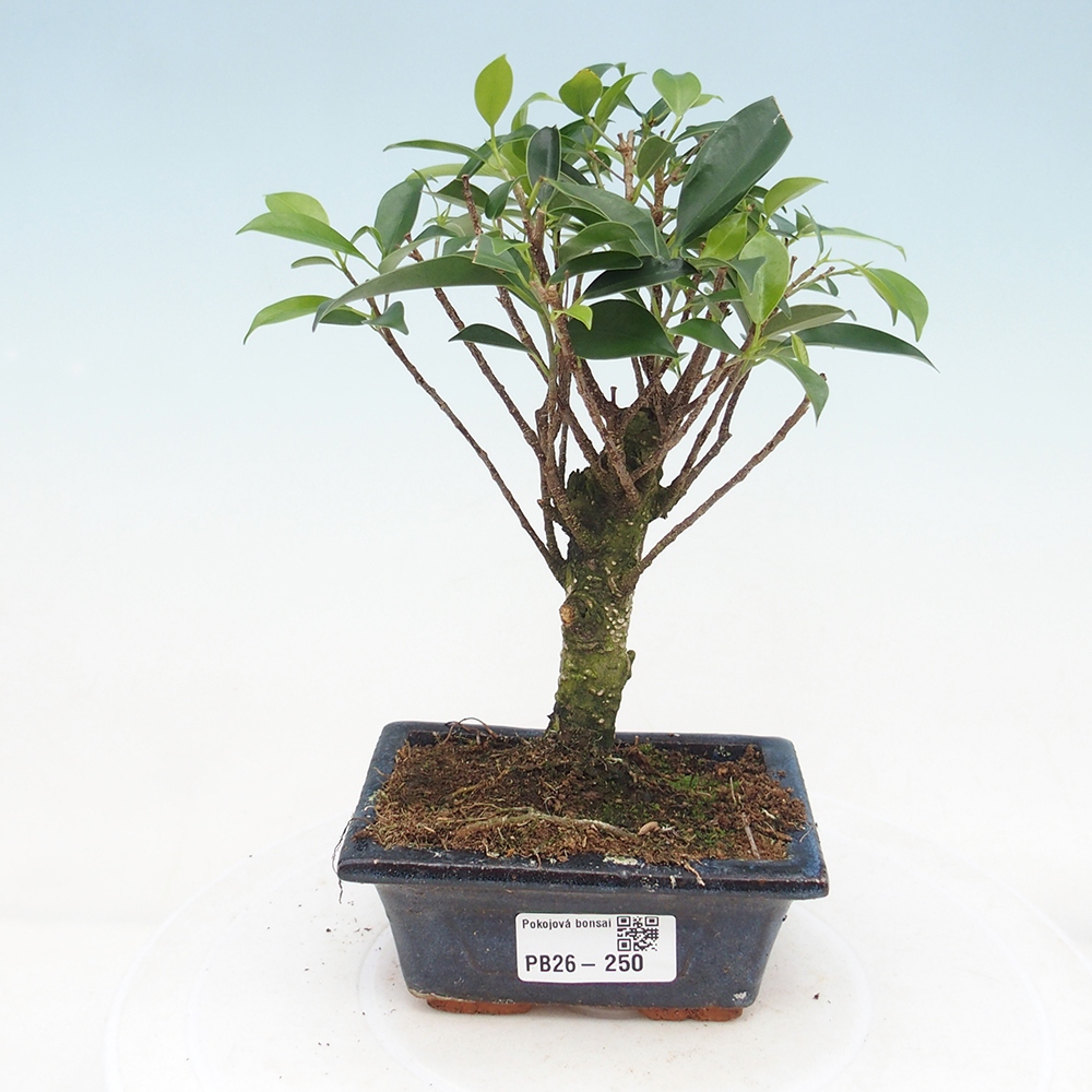 Pokój bonsai Ficus retusa kimmen