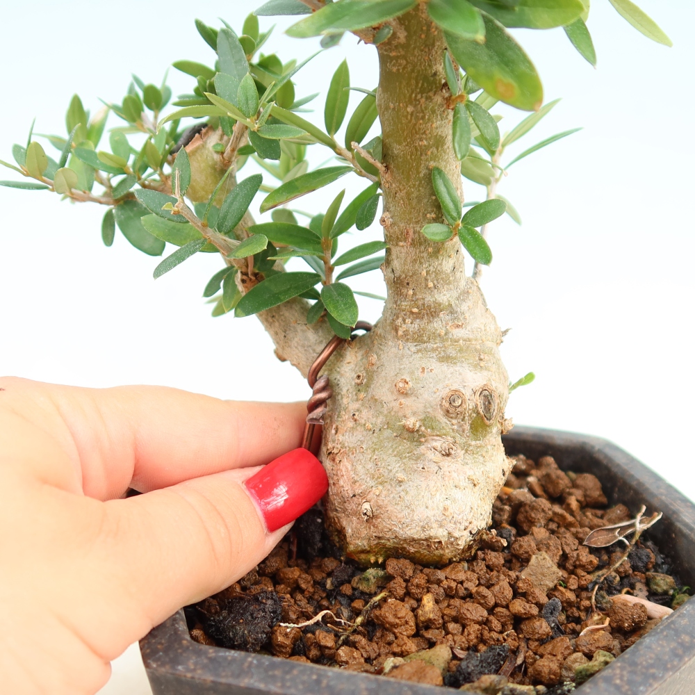 Bonsai do wnętrz - Olea europaea sylvestris