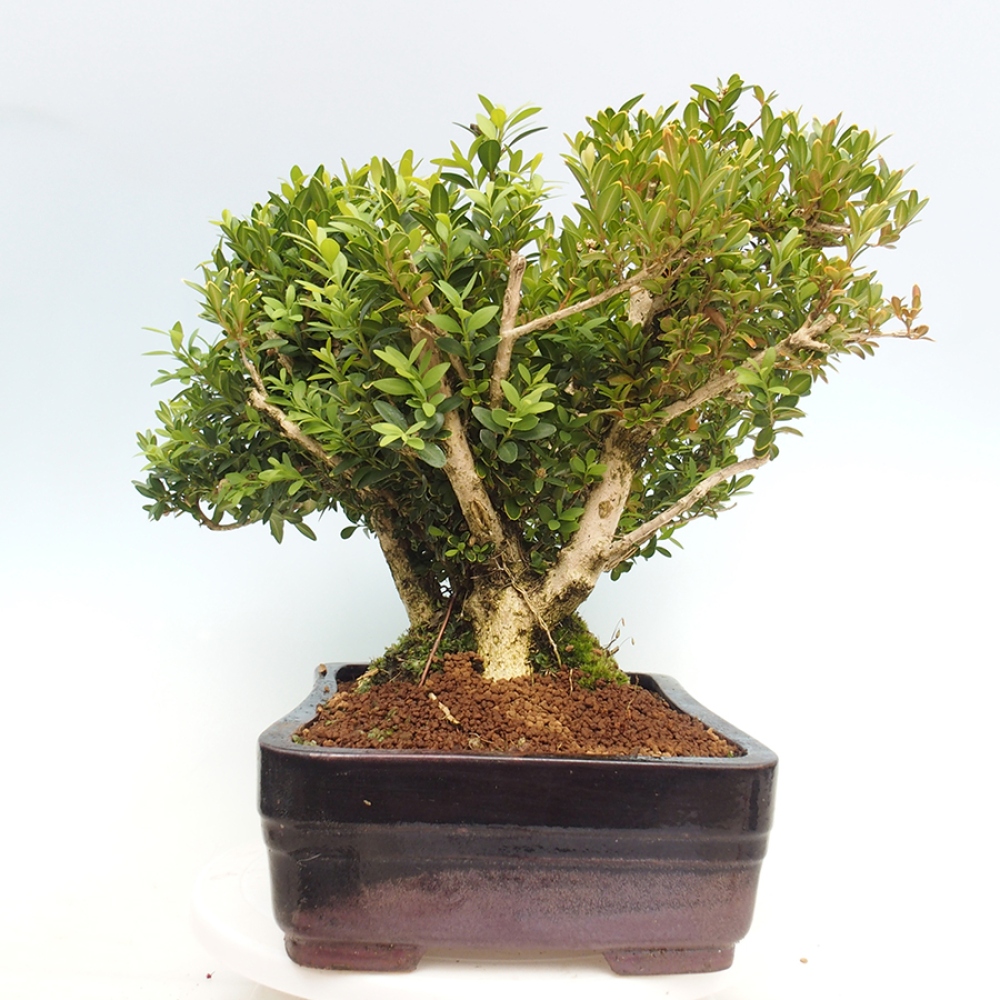 Bonsai ogrodowe - Buxus sempervirens - bukszpan